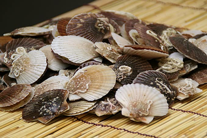 北海道 ホタテの稚貝（帆立） 通販 – 北海道物産新鮮組